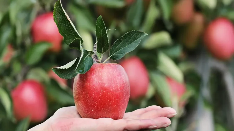 Descubra as frutas indicadas por especialistas que podem transformar a qualidade do seu sono