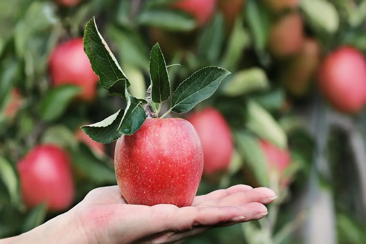 Descubra as frutas indicadas por especialistas que podem transformar a qualidade do seu sono