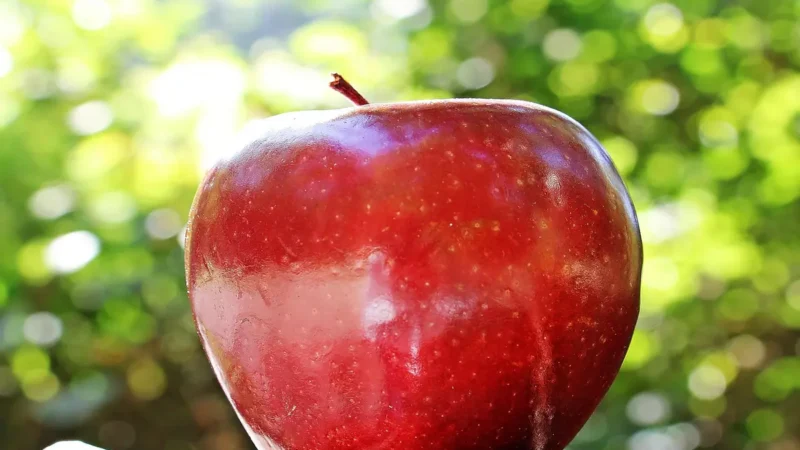 Descubra o Surpreendente Significado de Sonhar com Maçã! 🍎💤