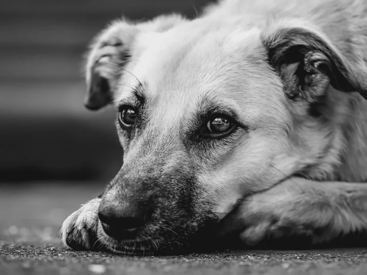 Descubra se seu cachorro é canhoto ou destro e o que isso revela sobre ele