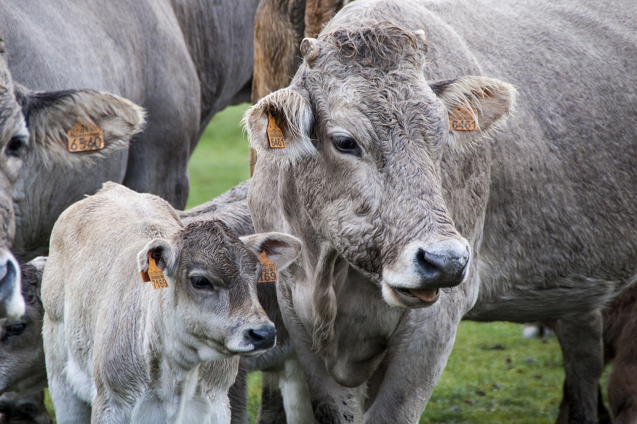 Raça bovina da Índia: 5 curiosidades sobre sua origem e características