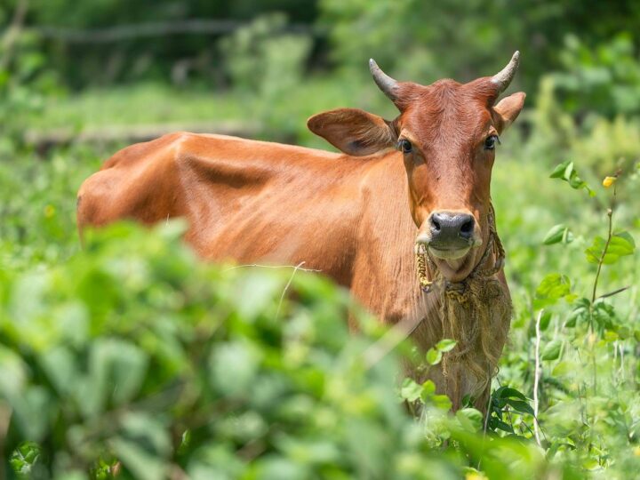 Raça bovina da Índia: 5 curiosidades sobre sua origem e características