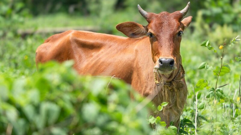Raça bovina da Índia: 5 curiosidades sobre sua origem e características
