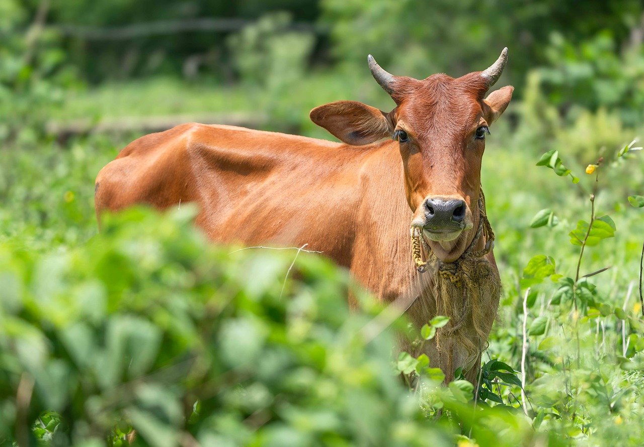 Raça bovina da Índia: 5 curiosidades sobre sua origem e características