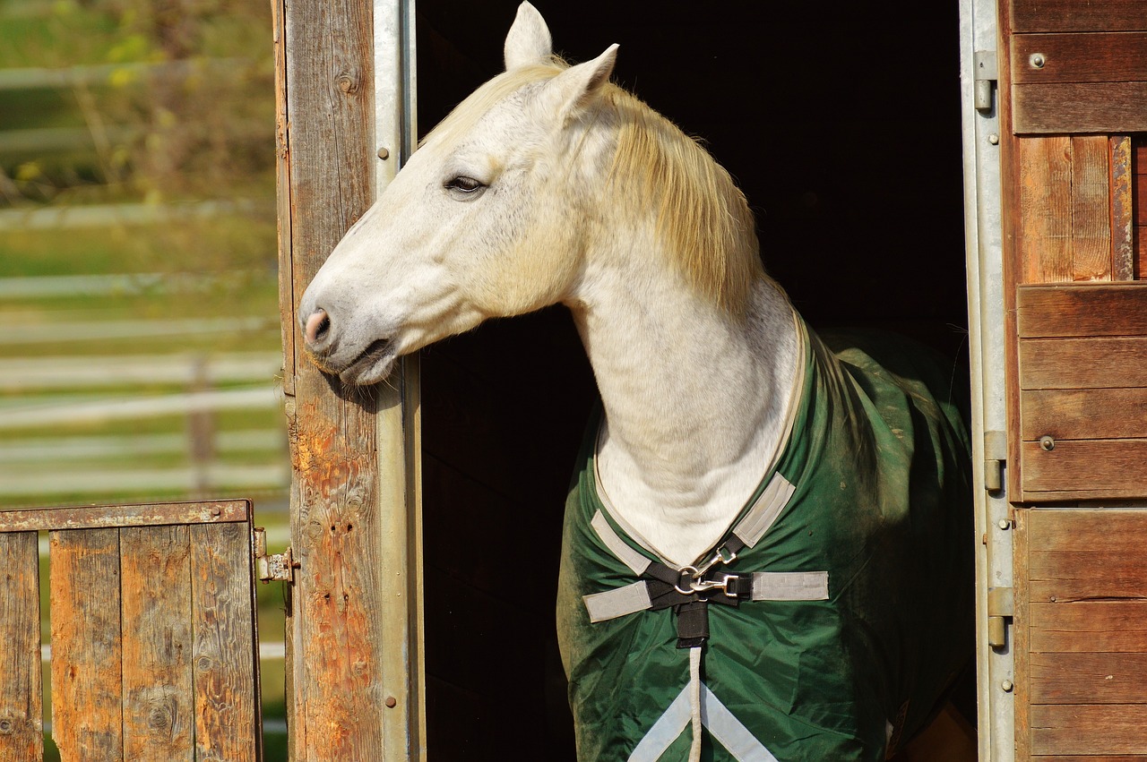 Sonhar caindo do cavalo: 5 sinais de perda de controle que exigem atenção