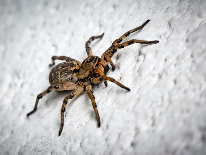 Sonhar com aranha vermelha: 5 interpretações que despertam sua atenção