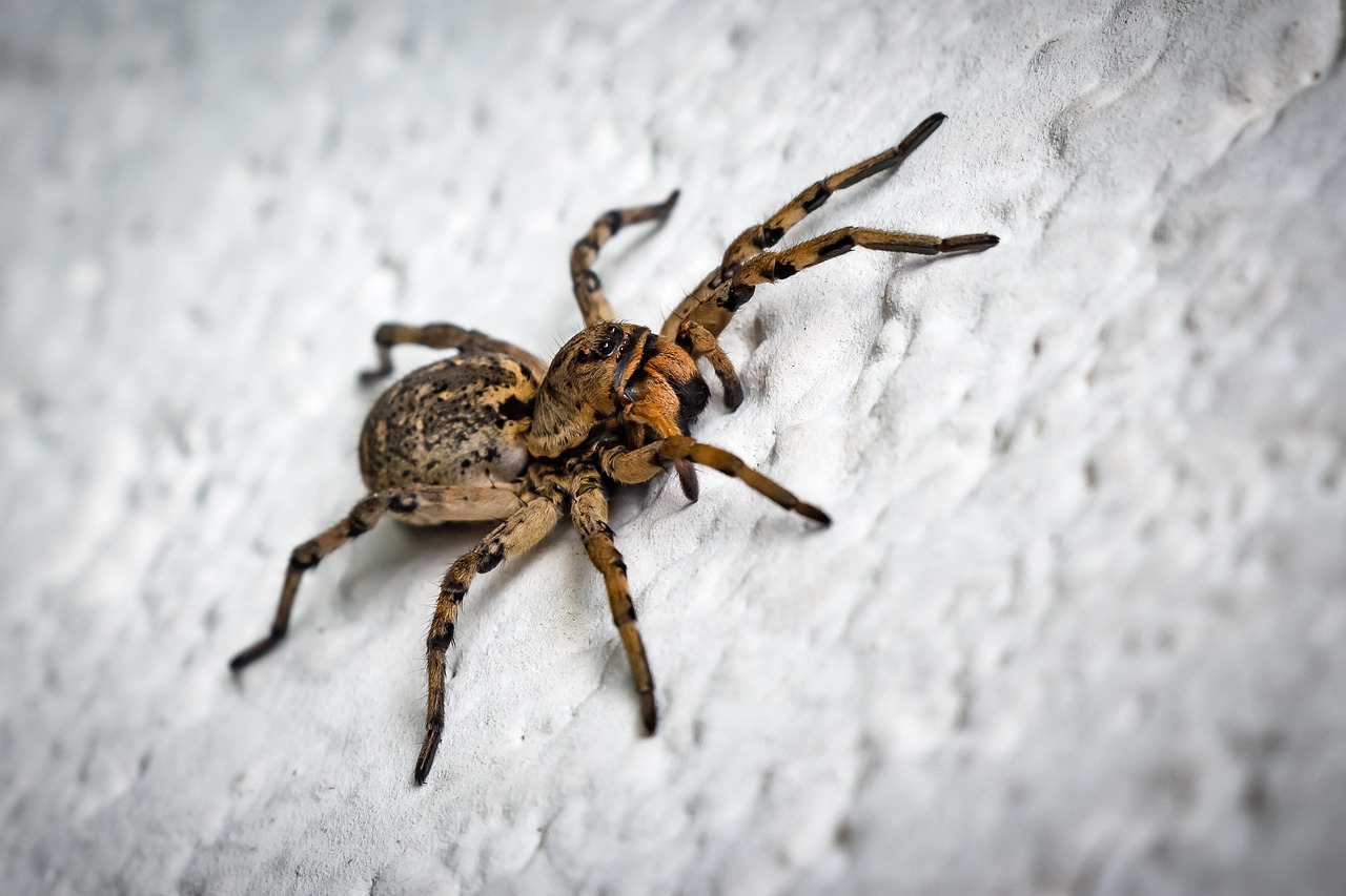 Sonhar com aranha vermelha: 5 interpretações que despertam sua atenção