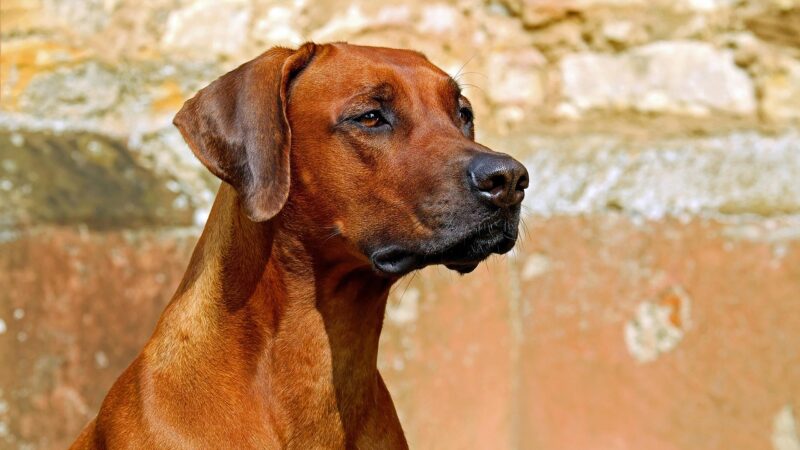 Sonhar com cachorro: 5 interpretações que revelam lealdade e proteção
