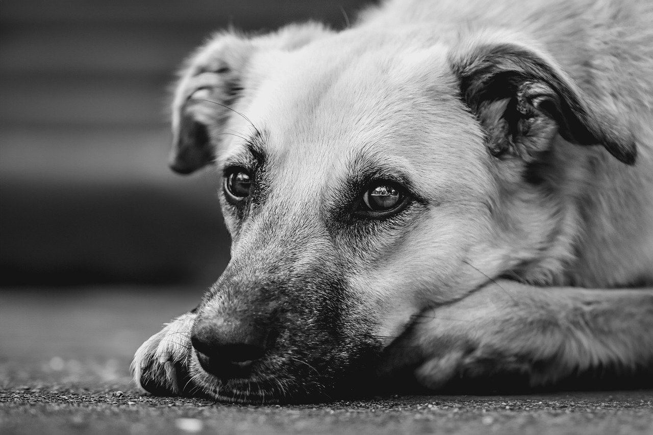 Sonhar com cachorro fugindo: 5 significados que revelam medos e perdas
