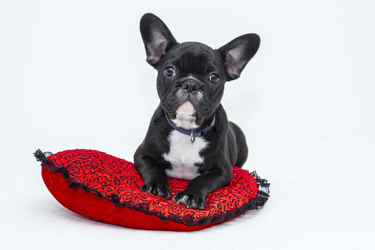 Sonhar com cachorro preto: 5 interpretações que revelam proteção