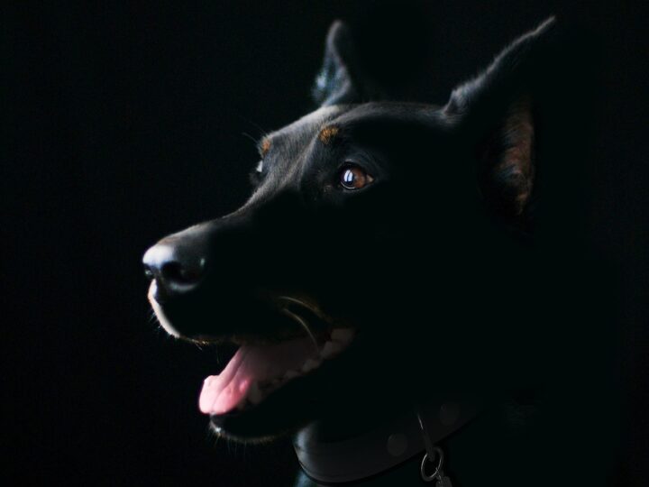 Sonhar com cachorro preto: 5 interpretações que revelam proteção
