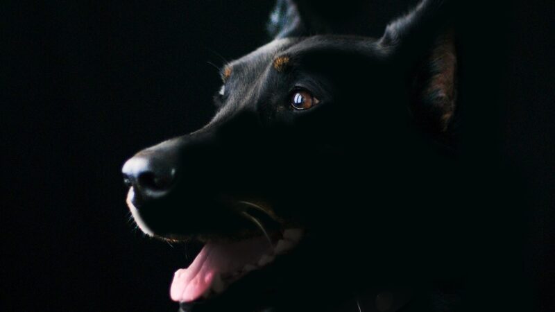 Sonhar com cachorro preto: 5 interpretações que revelam proteção