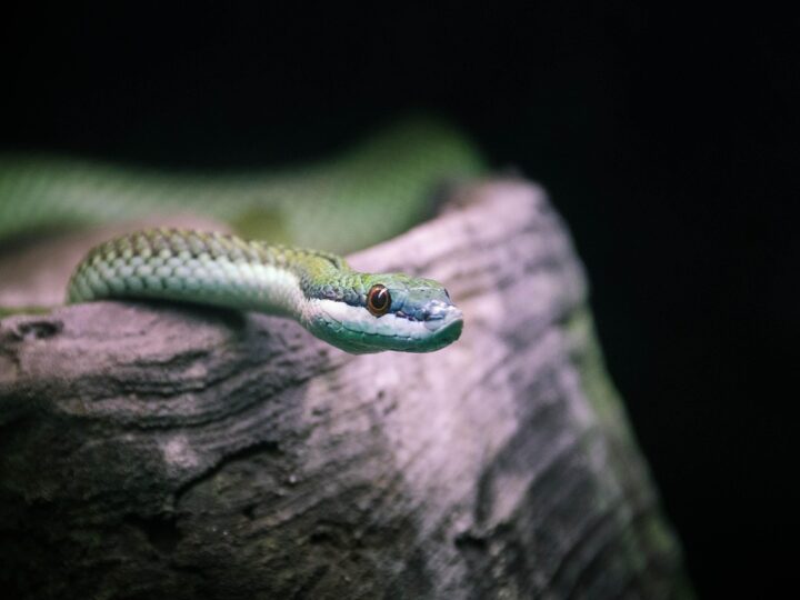 Sonhar com cobra: 5 interpretações que desvendam medos e transformações