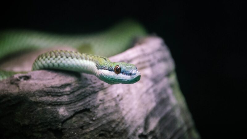 Sonhar com cobra: 5 interpretações que desvendam medos e transformações