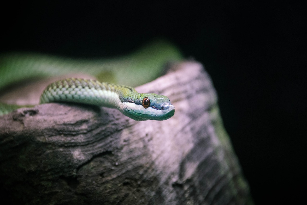 Sonhar com cobra: 5 interpretações que desvendam medos e transformações