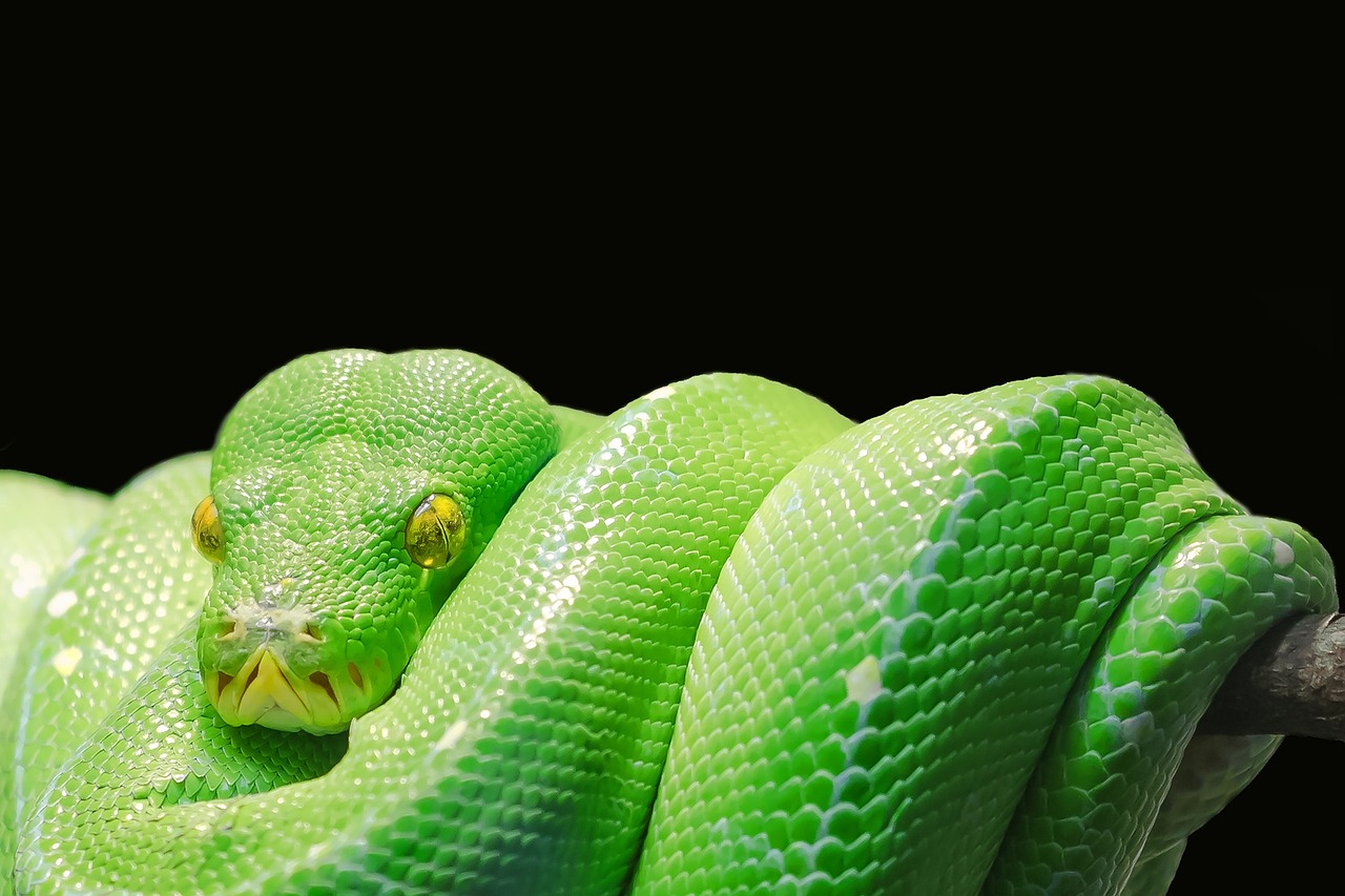 Sonhar com cobra verde picando: 5 avisos sobre perigos que você deve notar