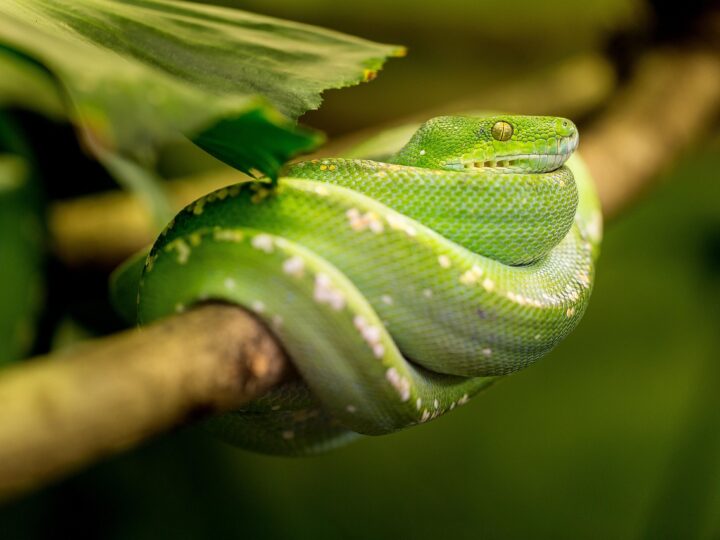 Sonhar com cobra verde picando: 5 avisos sobre perigos que você deve notar