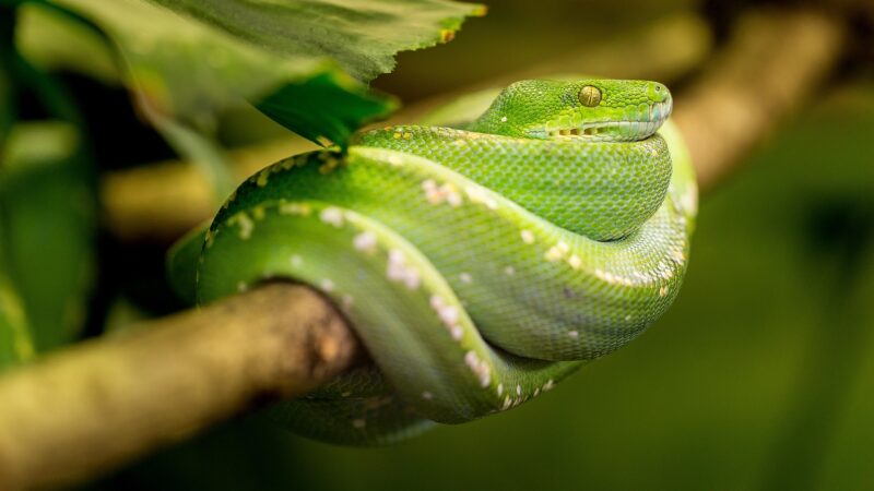 Sonhar com cobra verde picando: 5 avisos sobre perigos que você deve notar