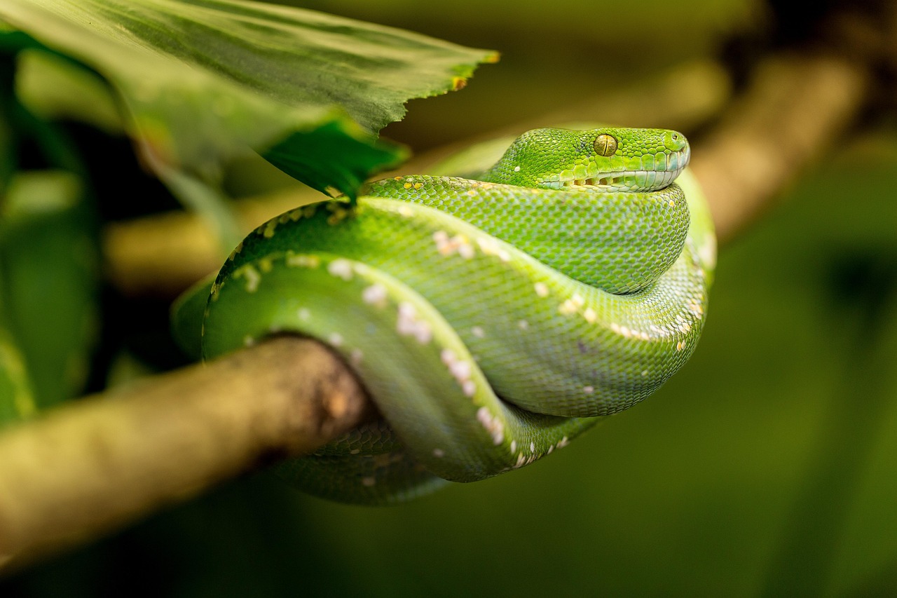 Sonhar com cobra verde picando: 5 avisos sobre perigos que você deve notar
