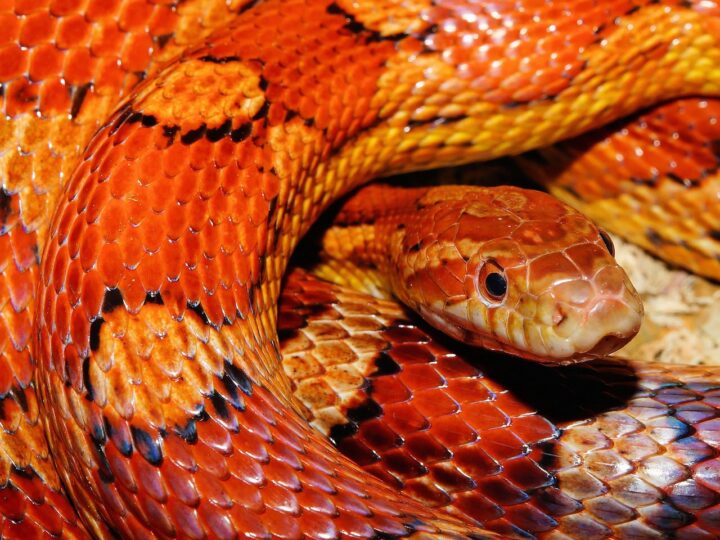 Sonhar com filhote de cobra: 5 significados que alertam para pequenos perigos