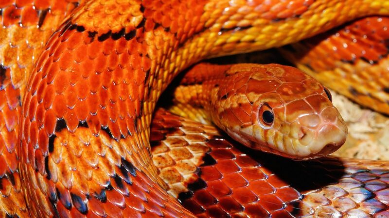 Sonhar com filhote de cobra: 5 significados que alertam para pequenos perigos