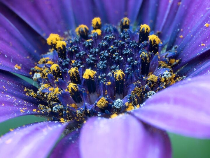 Sonhar com flores: 5 significados que florescem em sua vida agora
