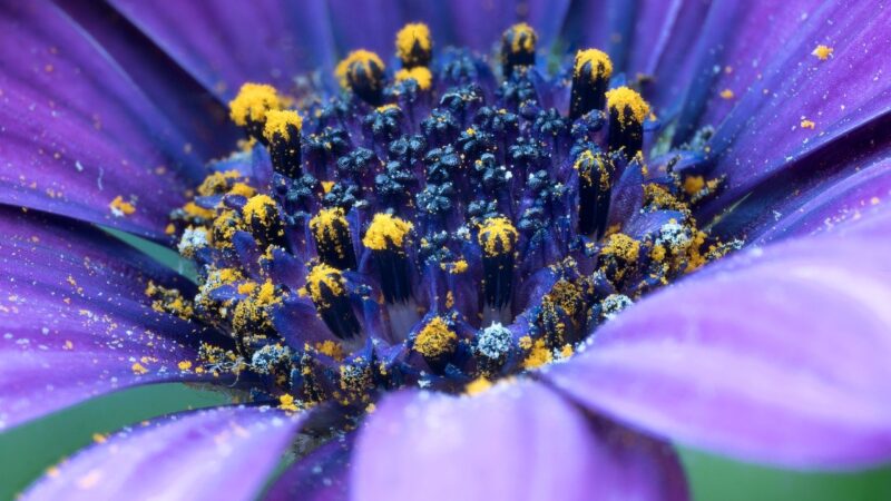Sonhar com flores: 5 significados que florescem em sua vida agora