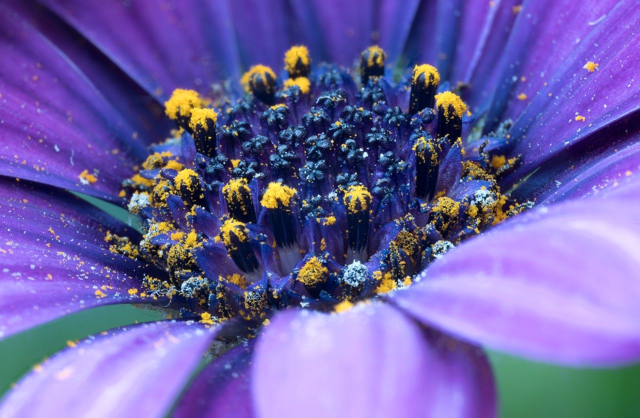 Sonhar com flores: 5 significados que florescem em sua vida agora