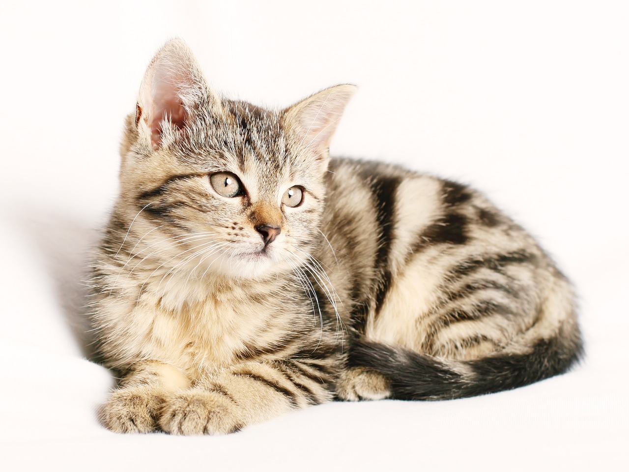 Sonhar com gato e rato: 5 interpretações que revelam conflitos internos