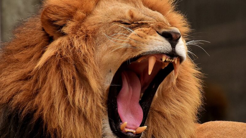 Sonhar com leão rugindo: 5 mensagens de poder que vão te inspirar