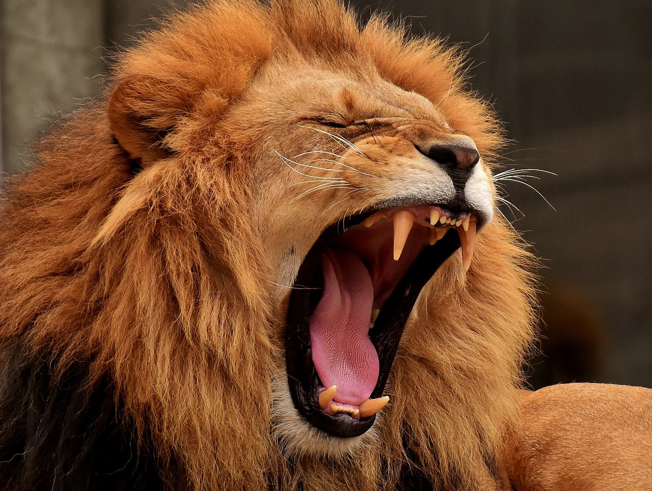 Sonhar com leão rugindo: 5 mensagens de poder que vão te inspirar
