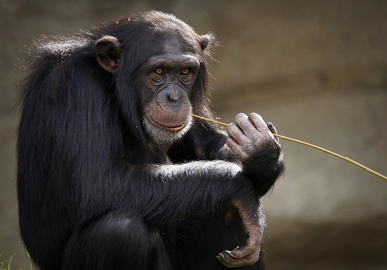 Sonhar com macaco segundo a Bíblia: 5 significados espirituais profundos