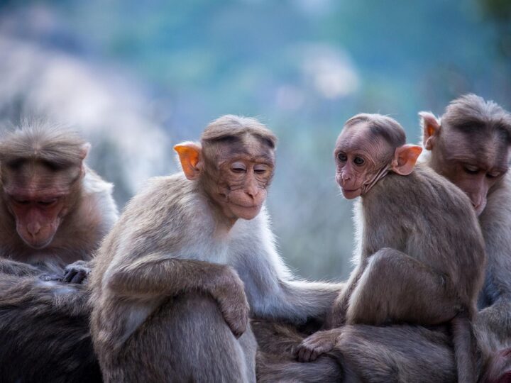 Sonhar com macaco segundo a Bíblia: 5 significados espirituais profundos