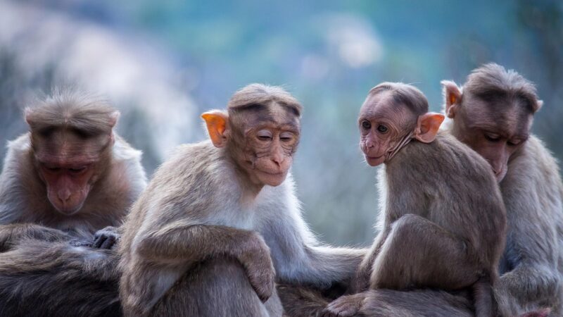 Sonhar com macaco segundo a Bíblia: 5 significados espirituais profundos