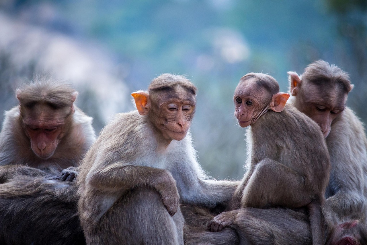 Sonhar com macaco segundo a Bíblia: 5 significados espirituais profundos