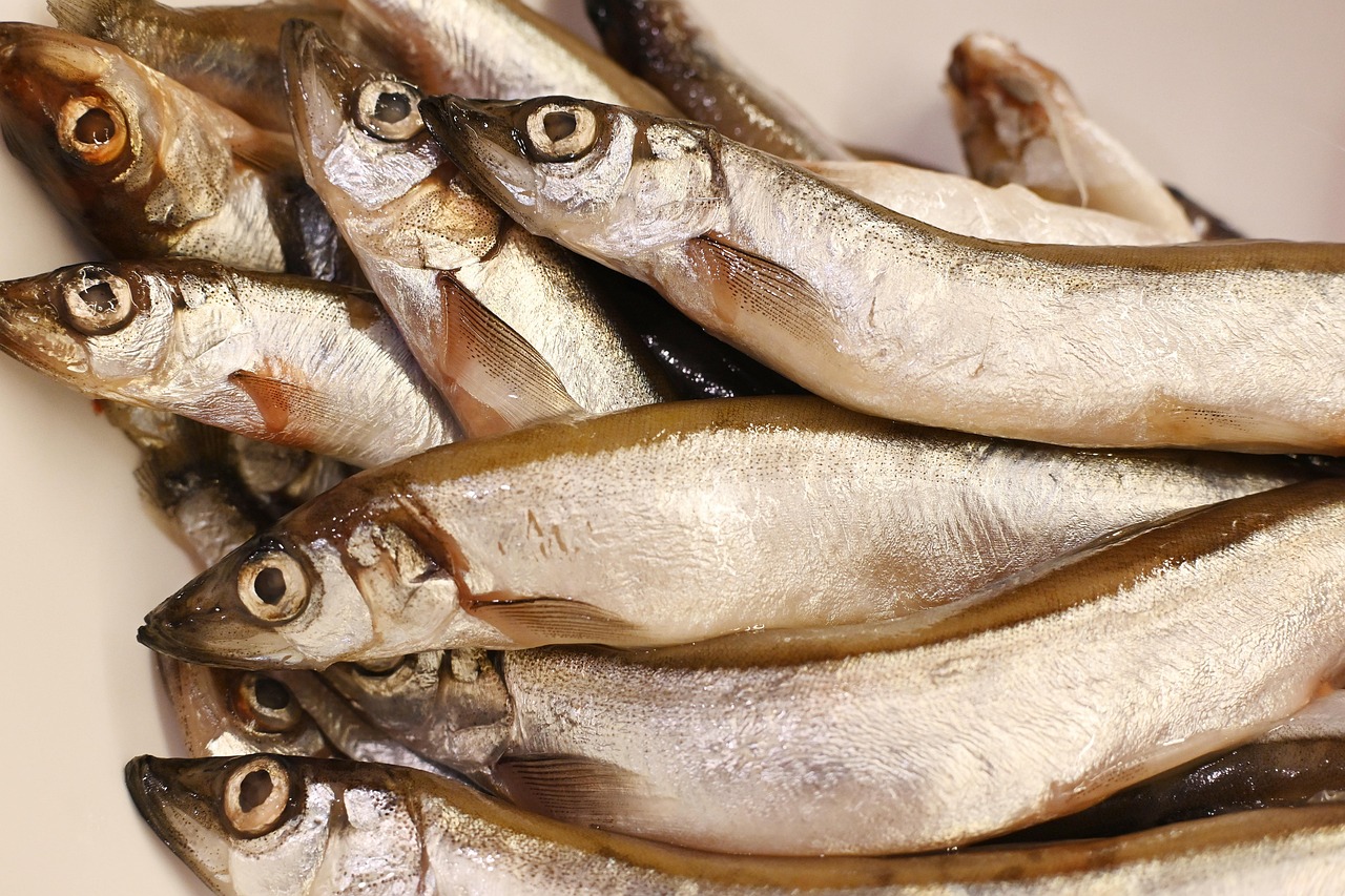 Sonhar com peixe traíra: 5 simbolismos que nadam em sua vida agora