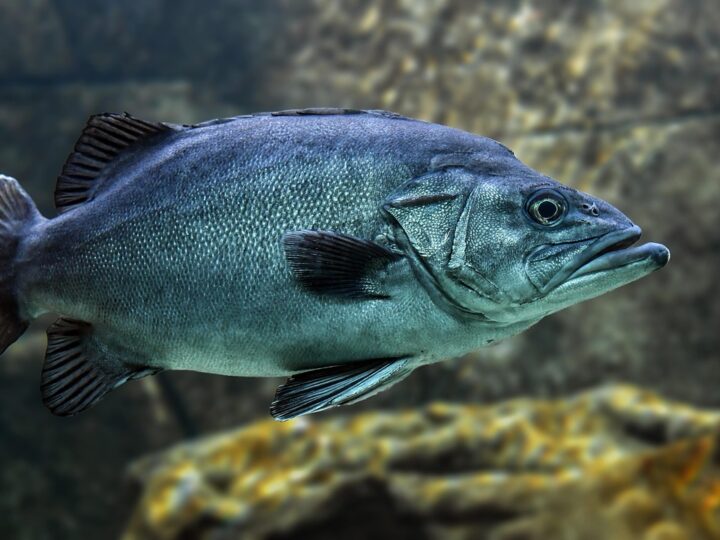 Sonhar com peixe traíra: 5 simbolismos que nadam em sua vida agora