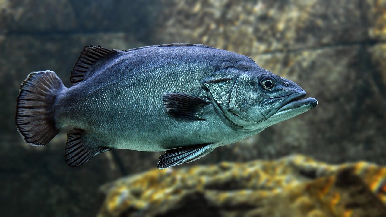 Sonhar com peixe traíra: 5 simbolismos que nadam em sua vida agora