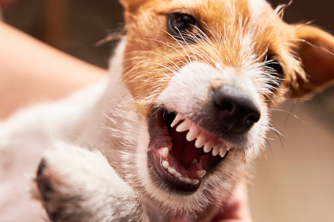 Sonhar com cachorro tentando morder: 5 significados que exigem cuidado