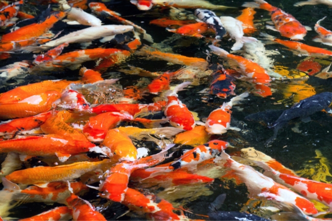 Sonhar com carpa: o que esse peixe elegante revela sobre sua jornada interior
