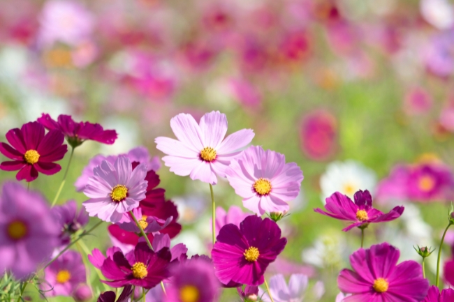 Sonhar com flores: 5 significados que florescem em sua vida agora