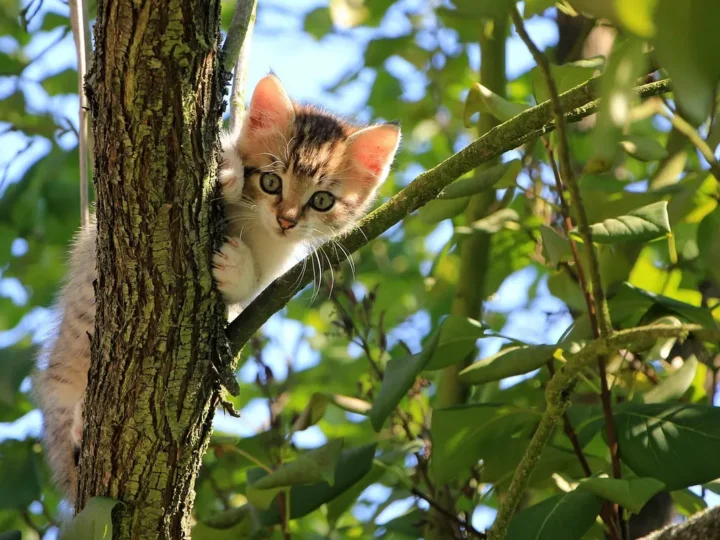 Transformação Felina: Como o Exótico Vira Companheiro Ideal?