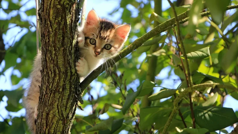 Transformação Felina: Como o Exótico Vira Companheiro Ideal?