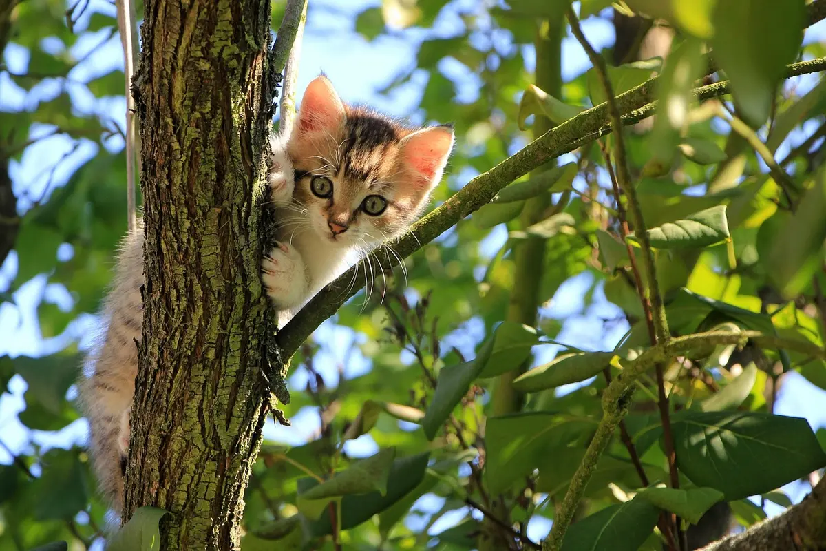 Transformação Felina: Como o Exótico Vira Companheiro Ideal?