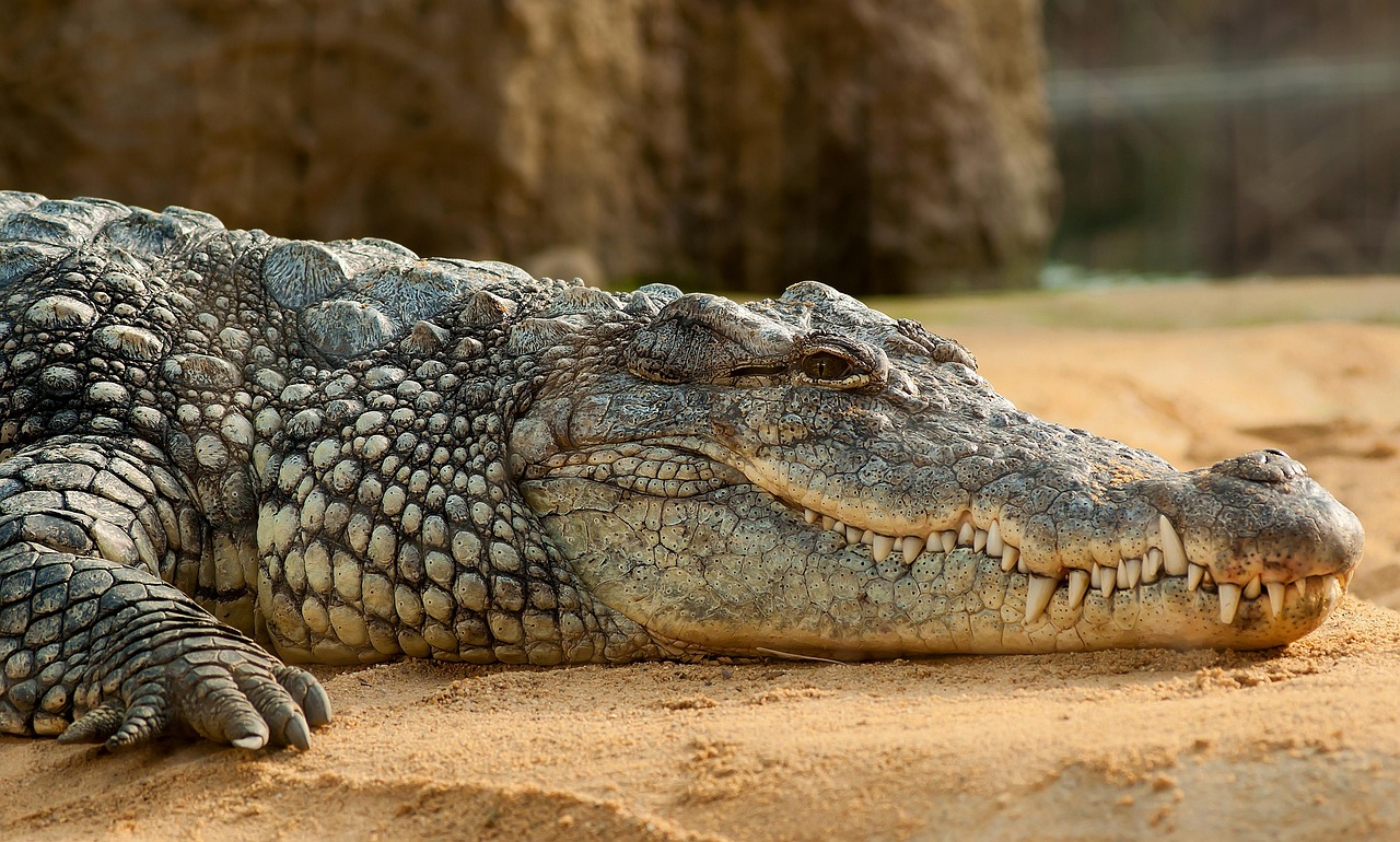 Crocodilo mais velho do mundo: idade e recordes incríveis