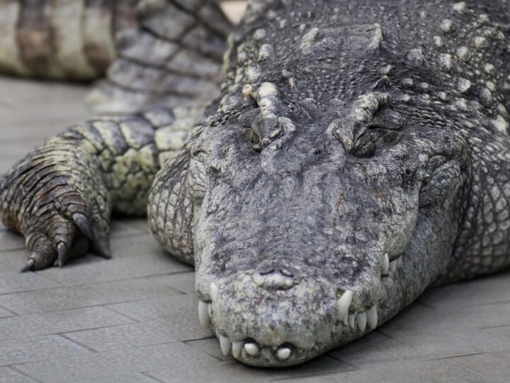 Crocodilo mais velho do mundo: idade e recordes incríveis