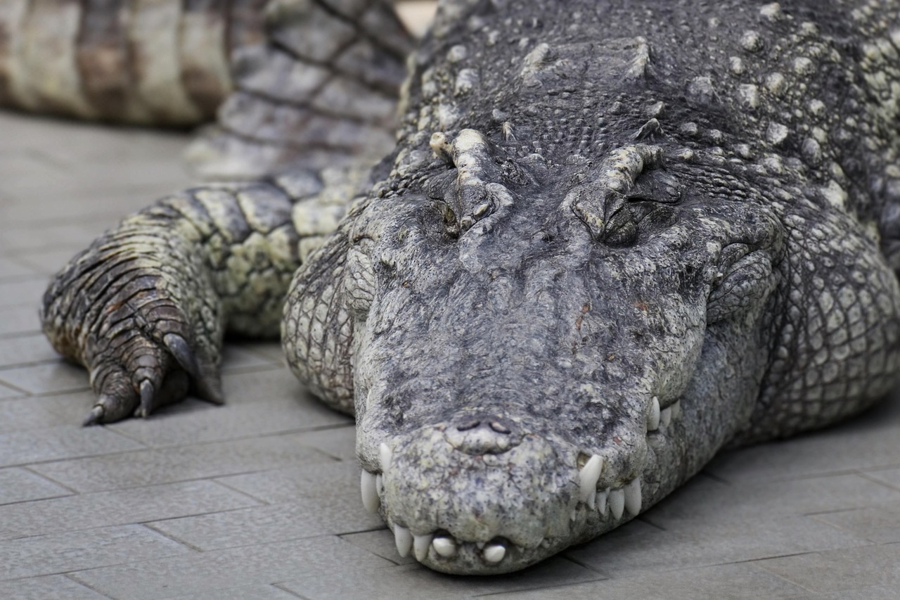 Crocodilo mais velho do mundo: idade e recordes incríveis