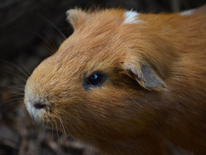 Porcos do mar: conheça o animal por trás do nome curioso
