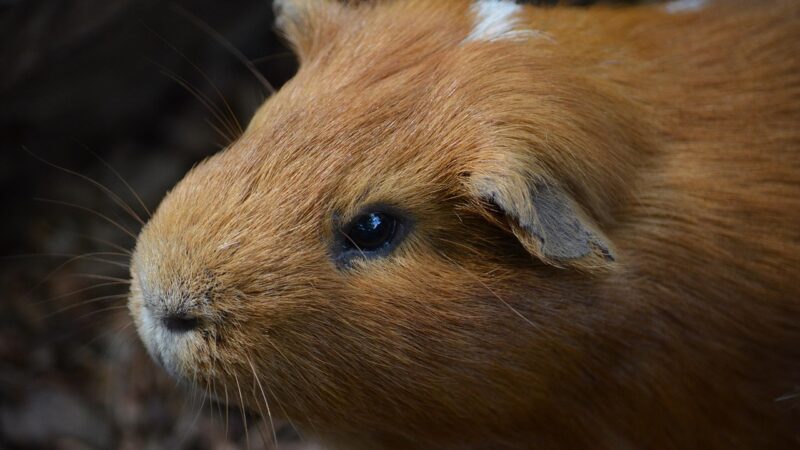 Porcos do mar: conheça o animal por trás do nome curioso