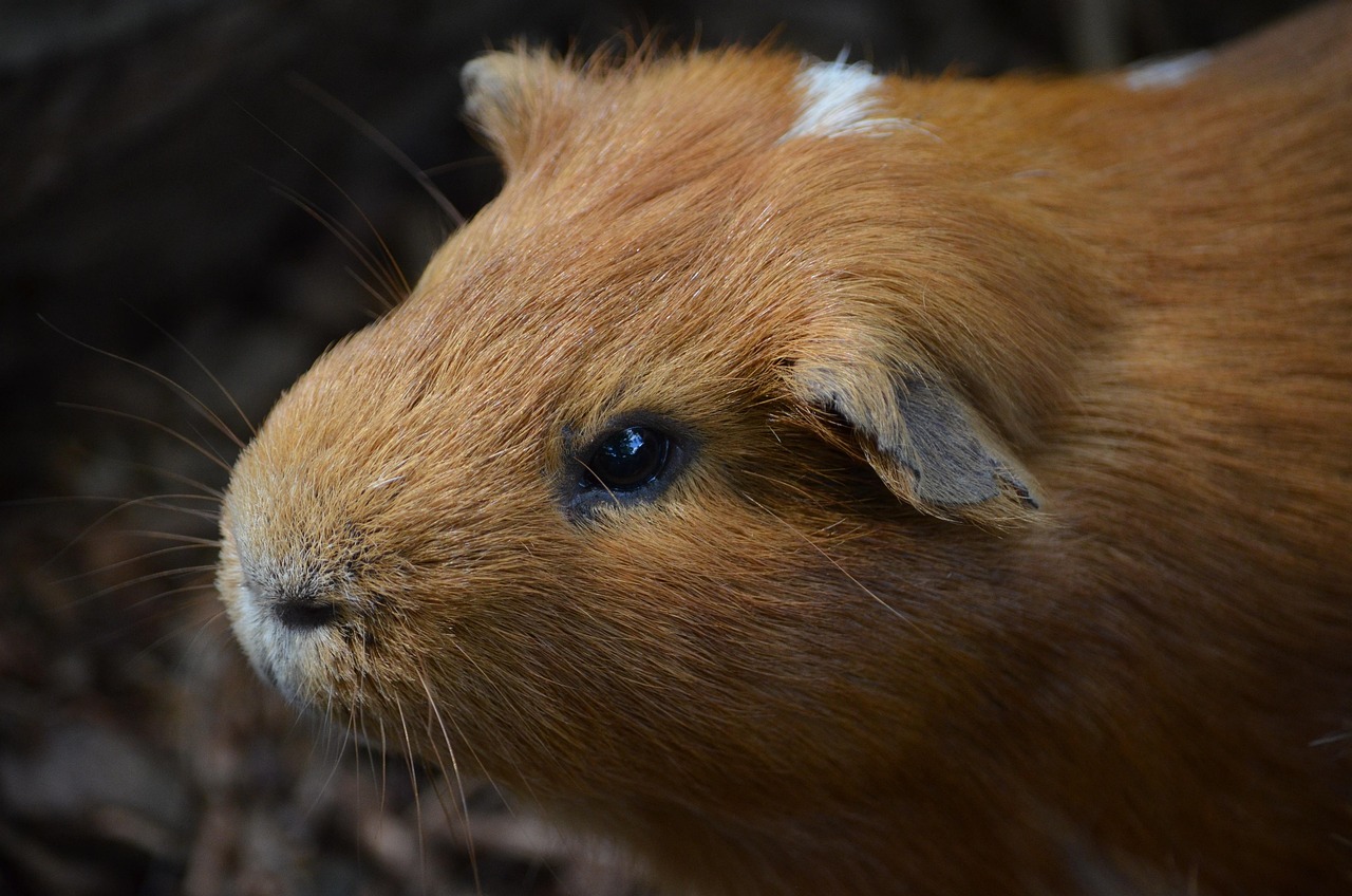 Porcos do mar: conheça o animal por trás do nome curioso
